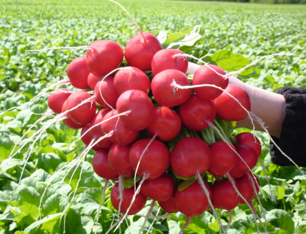 Rosetta F1 Radish Seeds 50.000 seeds
