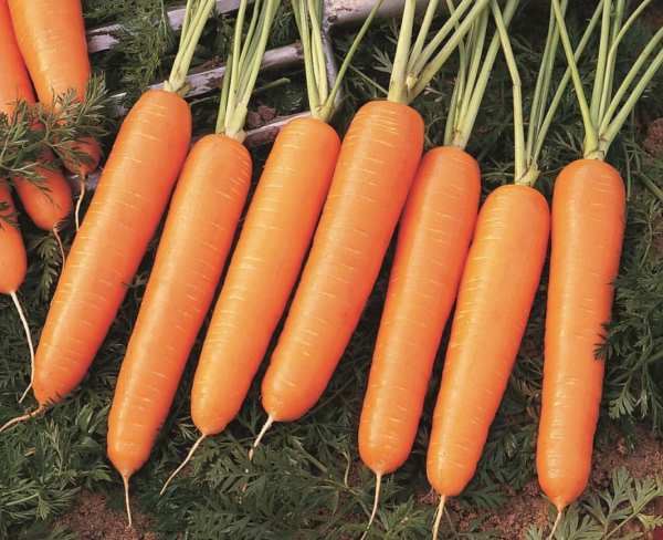 Nairobi F1 Carrot Seeds 100.000 seeds