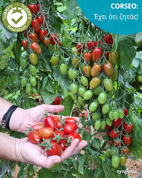 Corseo Tomato Seeds 1000 seeds