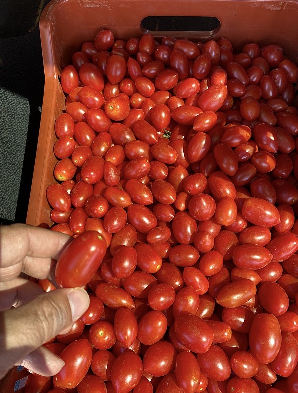 Nysiros F1 Tomato Seeds 1000 seeds