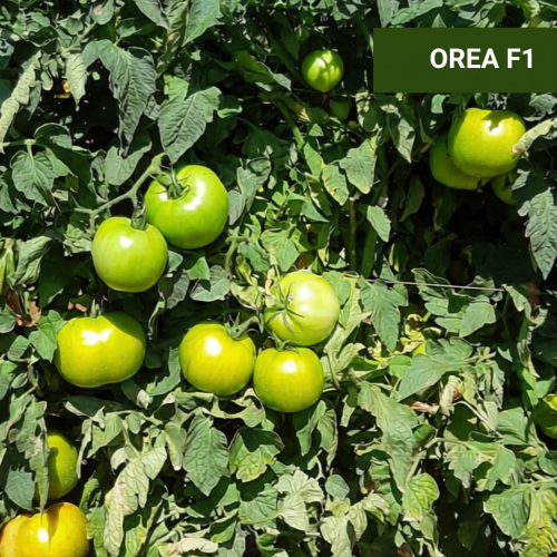 BEEF - Orea F1 Tomato Seeds 1000 seeds - 1000 seeds