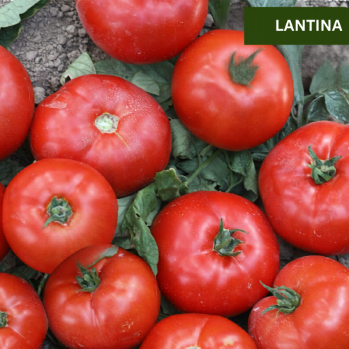 BEEF - LANTINA F1 - 1000 seeds