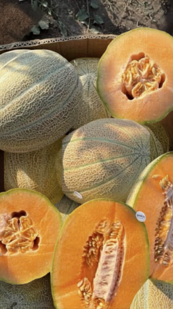 Maggi F1 Melon Seeds 500 seeds