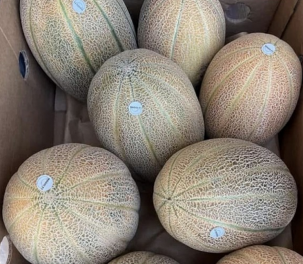 Maggi F1 Melon Seeds 500 seeds