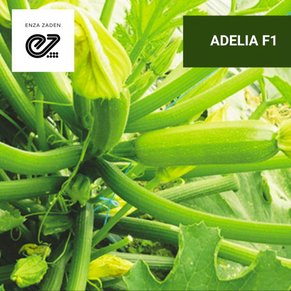 Adelia Zucchini Seeds 500 seeds