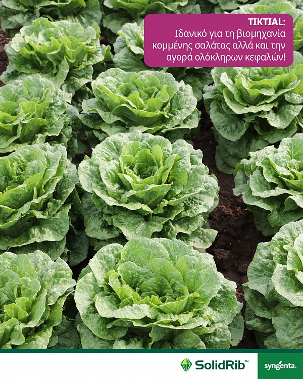 TIKTIAL LETTUCE
