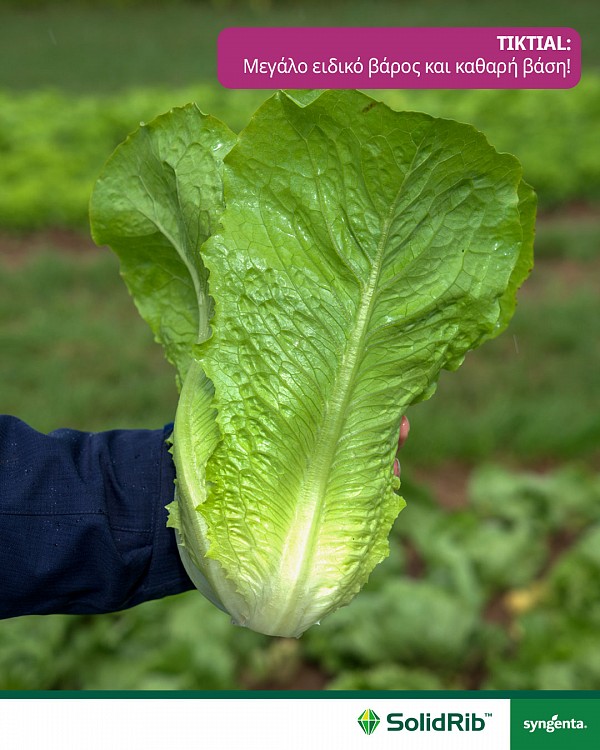 TIKTIAL LETTUCE