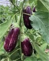 STRIATA F1 Eggplant Seeds 1000 seeds