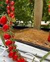 FX 3152 F1Tomato Seeds 1000 seeds