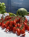 FX 3152 F1Tomato Seeds 1000 seeds