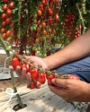 FX 3152 F1Tomato Seeds 1000 seeds