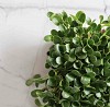 MILK THISTLE Microgreens Seeds 1kg
