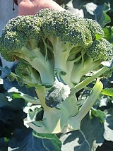 MKS-107 F1 Broccoli Seeds 2500 seeds