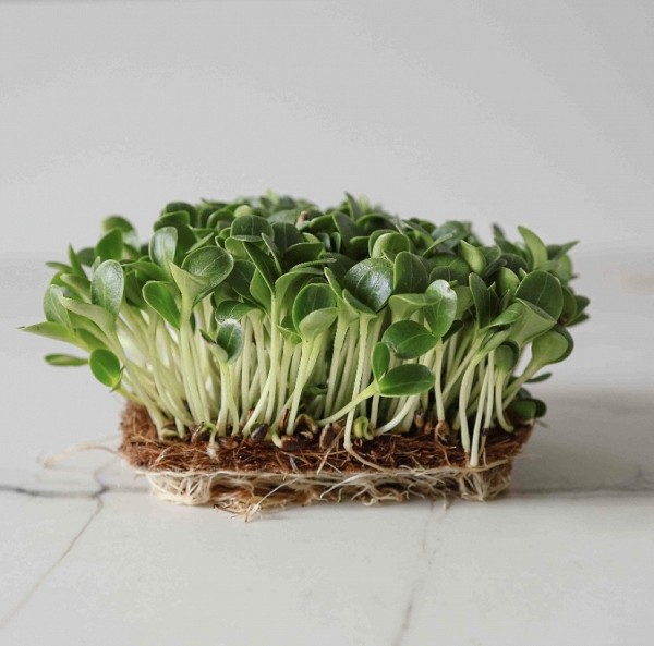 MILK THISTLE Microgreens Seeds 1kg