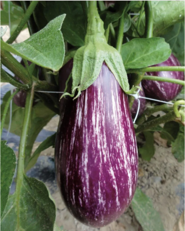 STRIATA F1 Eggplant Seeds 1000 seeds