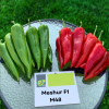 Meshur (M48) F1 Pepper Seeds 500 seeds