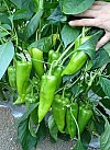 Meshur (M48) F1 Pepper Seeds 500 seeds