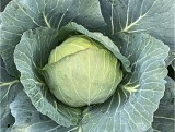 Power Slam F1 Cabbage Seeds 2500 seeds