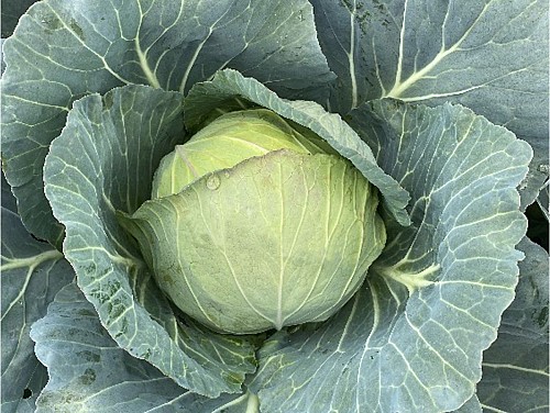 WHITE - Power Slam F1 Cabbage Seeds 2500 seeds