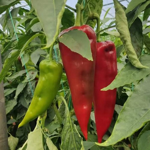SWEET - Meshur (M48) F1 Pepper Seeds 500 seeds - 500 seeds