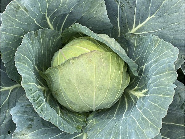 Power Slam F1 Cabbage Seeds 2500 seeds