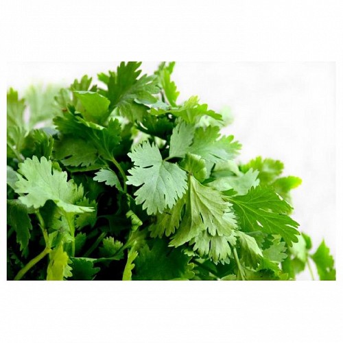 CORIANDER