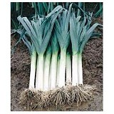 Margarita F1 Leek Seeds 10.000 seeds