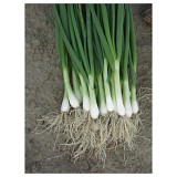 Performer F1 Onion Seeds