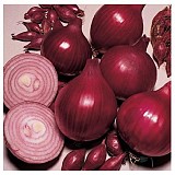 Red Baron F1 Onion Seeds