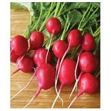 Rover F1 Radish Seeds