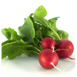 Sora F1 Radish Seeds