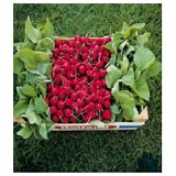 Tarzan F1 Radish Seeds