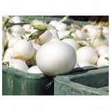 White Wing F1 Onion Seeds