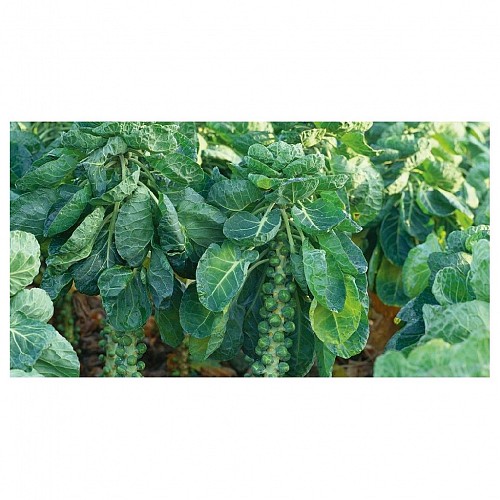 BRUSSELS SPROUT SEEDS - Cobus - 2500 seeds