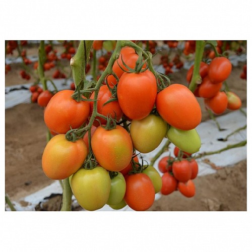 SPECIALTIES - Kilates Tomato Seeds Specialties - 1000 seeds