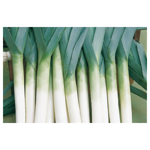 LEEK SEEDS - Lancia - 10000 seeds
