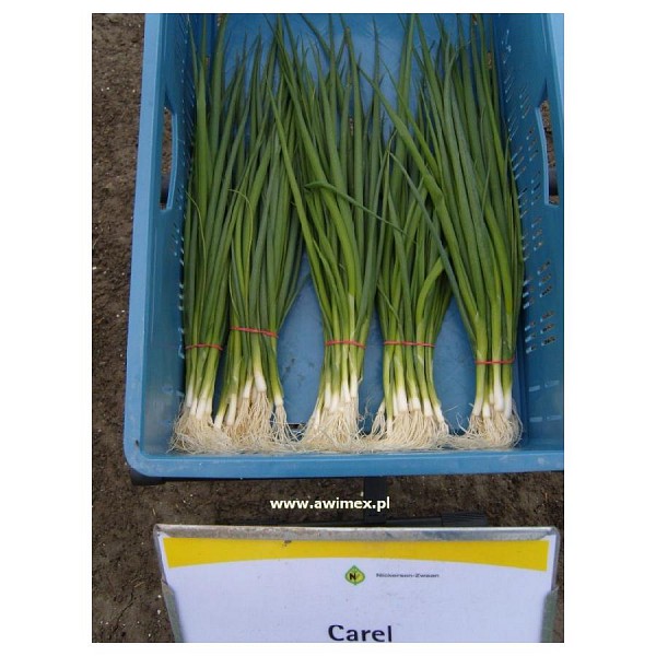 Carel F1Onion Seeds