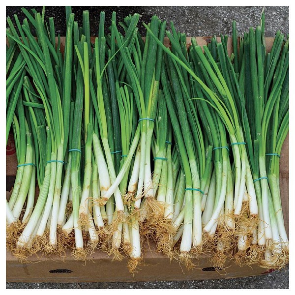 Parade Onion Seeds 100.000 seeds