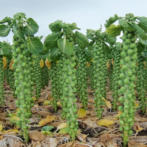 BRUSSELS SPROUT SEEDS - Valencia - 2500 seeds