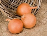 Manas F1 Onion Seeds