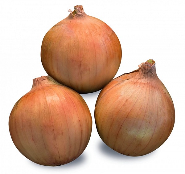 Reflex F1 Onion Seeds
