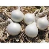 Bridewhite F1 (Icepearl) Onion Seeds