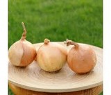 Guimar F1 Onion Seeds - 250.000 Seeds